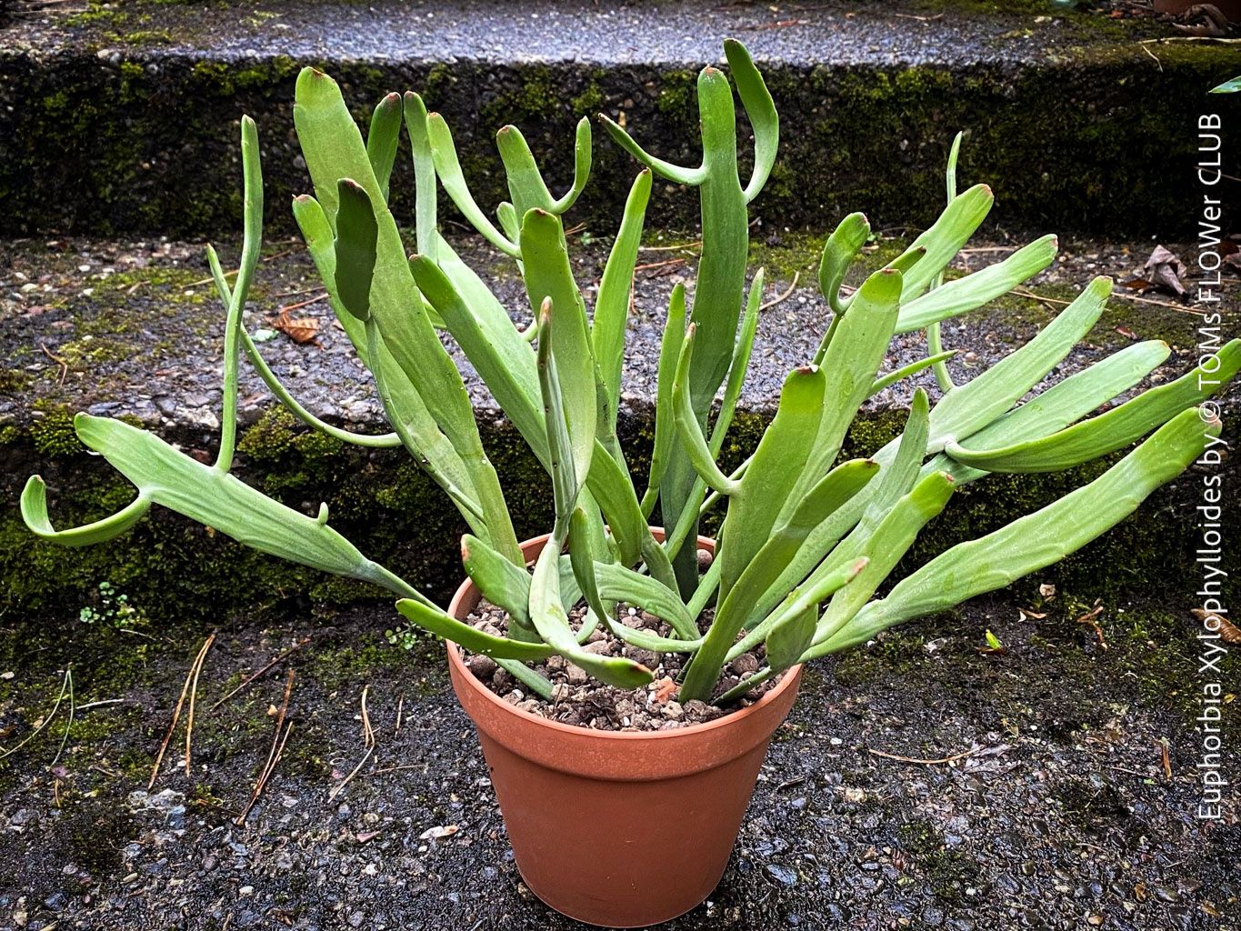Piante & sementi: Euphorbia Xylophylloides - einzigartig aus Madagaskar – Nuovo e nell'imballaggio originale da Adliswil venduto da astom369 5