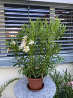 Oleander gelb, 100 cm
