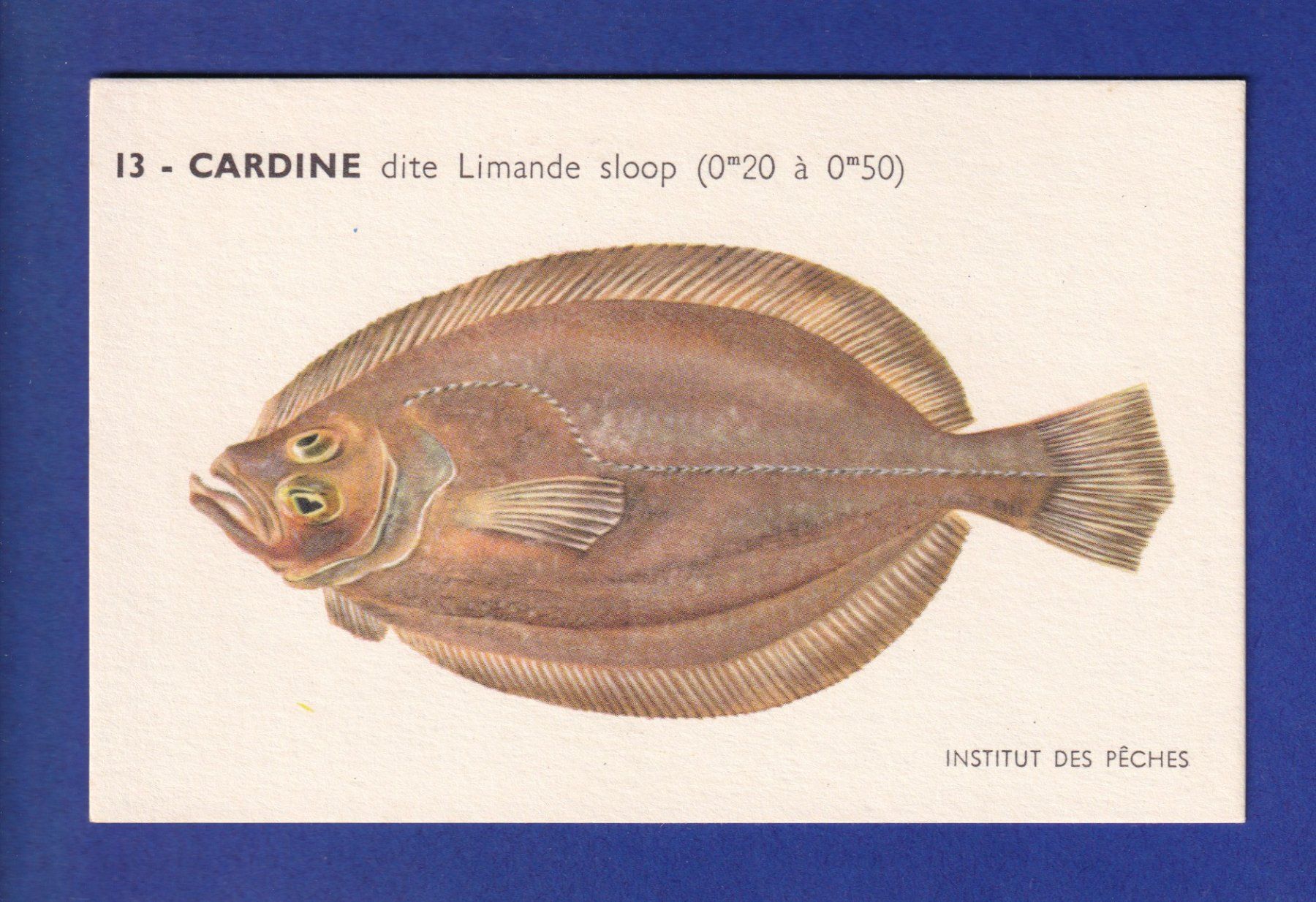 Cartoline postali: Poisson - CARDINE dite Limande sloop – Usato da Pully venduto da nicecards-shop