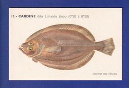 Poisson - CARDINE dite Limande sloop