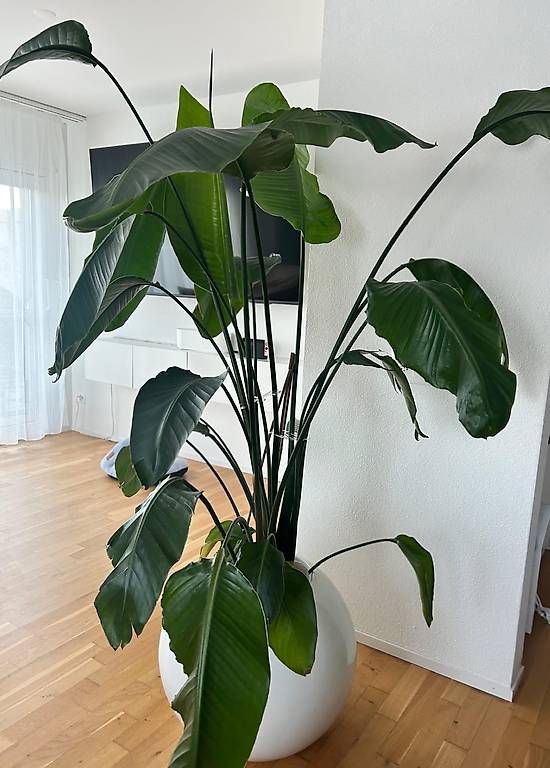 Plantes & graines: Strelitzie-Pflanze/Wohnzimmer/Pflanze – D'occasion à Affoltern am Albis par maksi_da 1