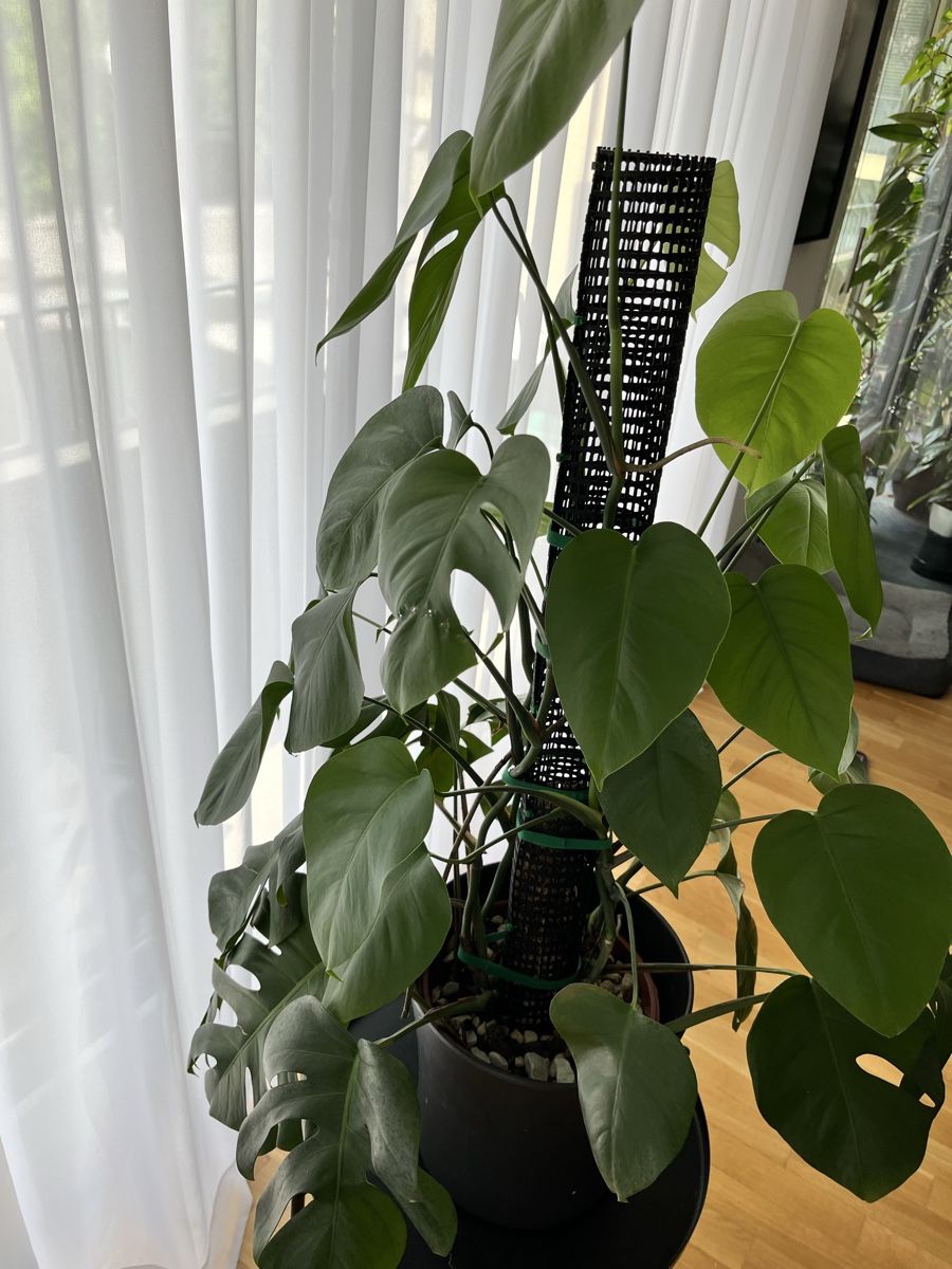 Piante & sementi: Monstera Deliciosa – Usato da Uster venduto da ke114 1