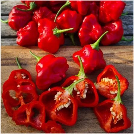 Pflanzen & Samen: Glockenpaprika - Capsicum baccatum - 25 Samen – Neu und originalverpackt aus Sumiswald von Cham14559 1