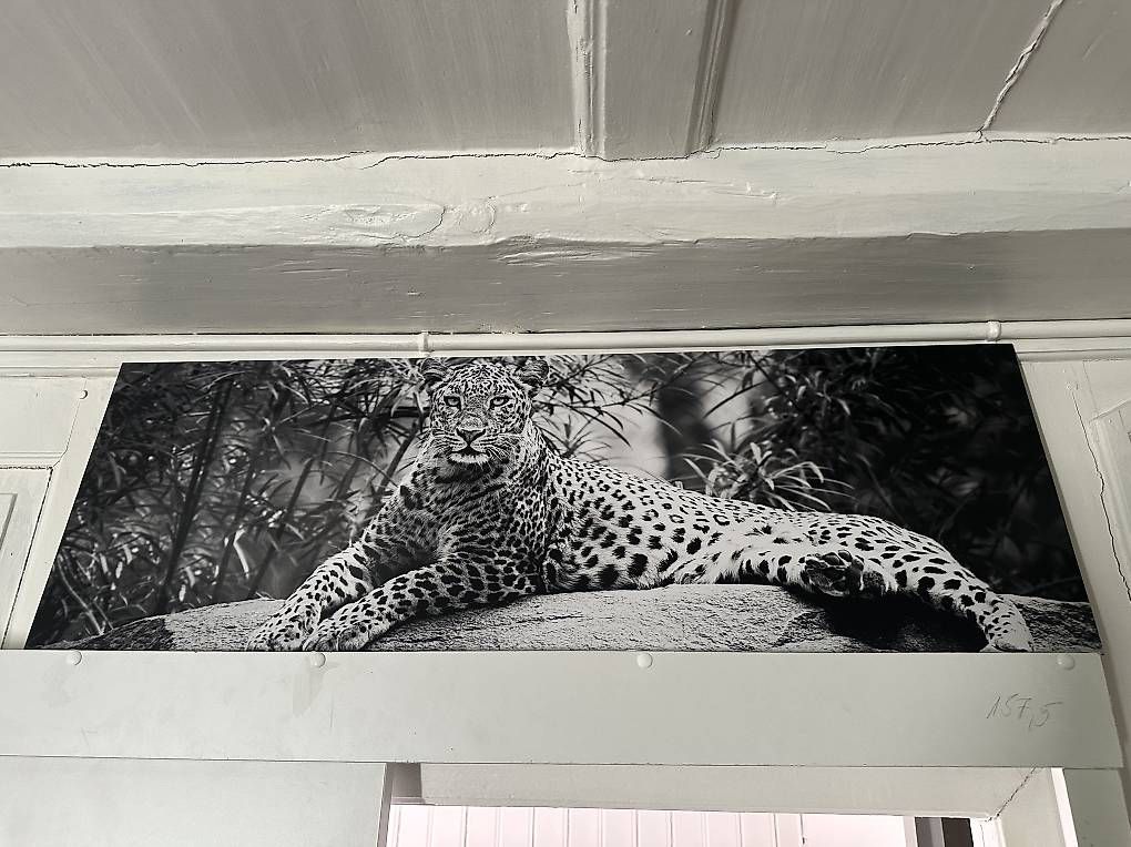 Foto & Immagini: 3 Raubkatzen Bilder – Usato da Dübendorf venduto da ser_v5wy 4