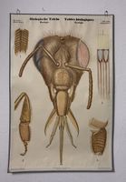 Biologisches Tafel Zoologie Ameisenkopf guter Zustand 124x82