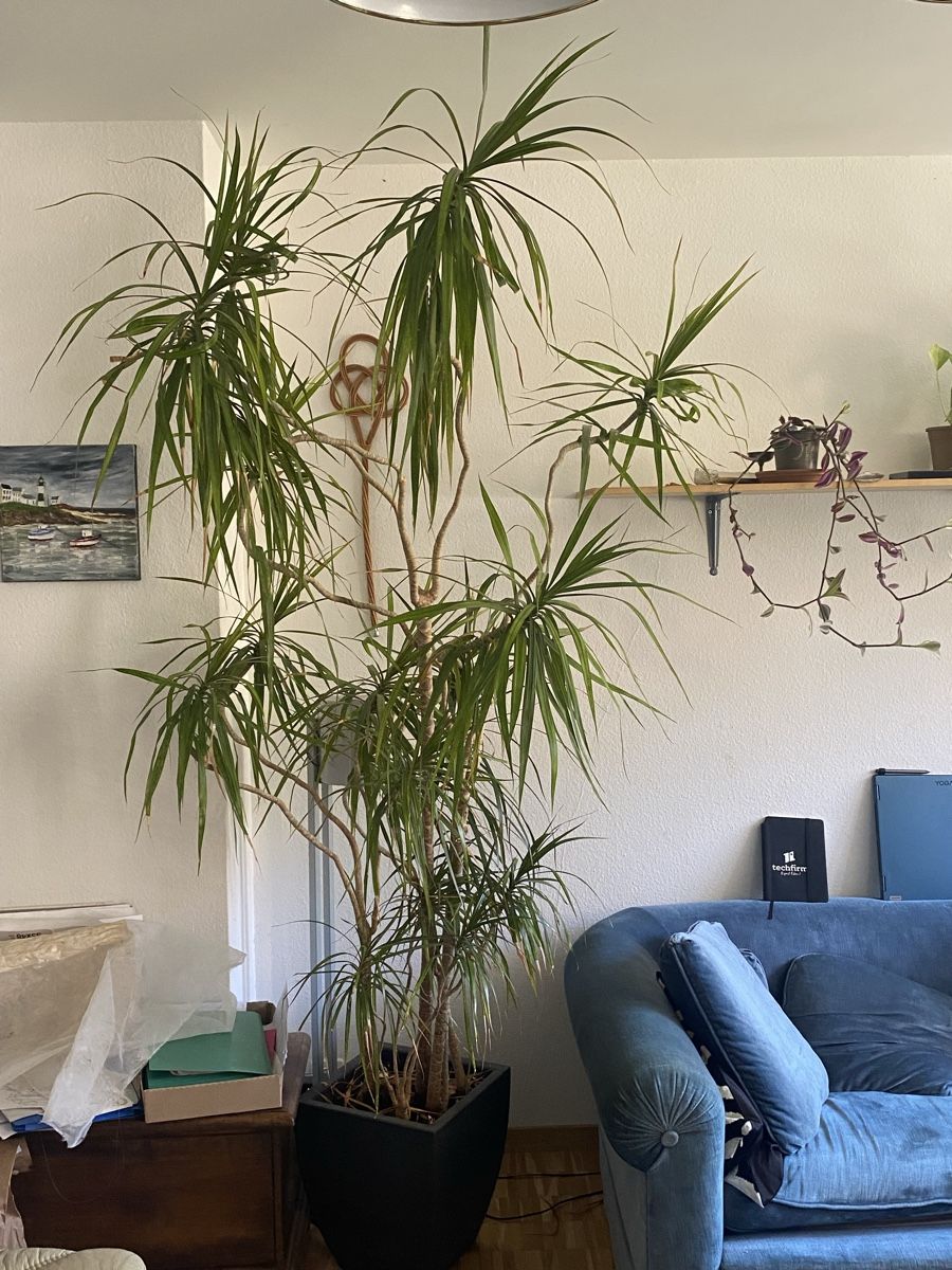 Piante & sementi: Dracaena marginata  – Usato da Zürich venduto da LOURA_PLATES
