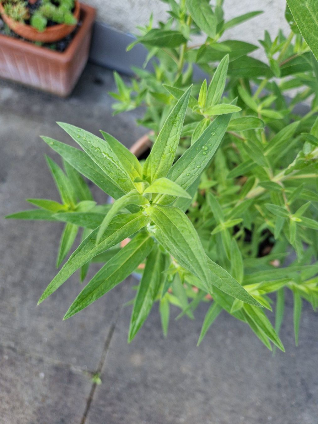 Piante & sementi: Balkon-/Gartenpflanze: Blutweiderich – Usato da Münchenbuchsee venduto da Aare22 3