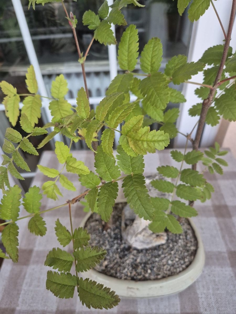 Piante & sementi: Bonsai Eberesche mit Stein in Keramikschale – Usato da Zug venduto da sir_pk 1