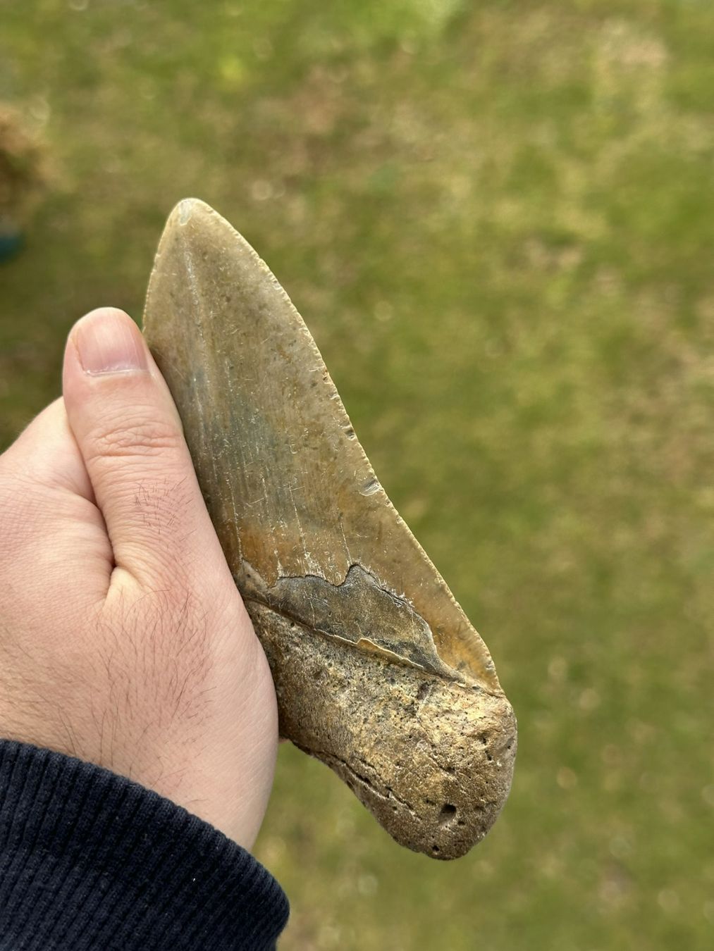Fossilien: sehr grosser top Megalodon Zahn – Gebraucht aus schüpfen von rica122 3