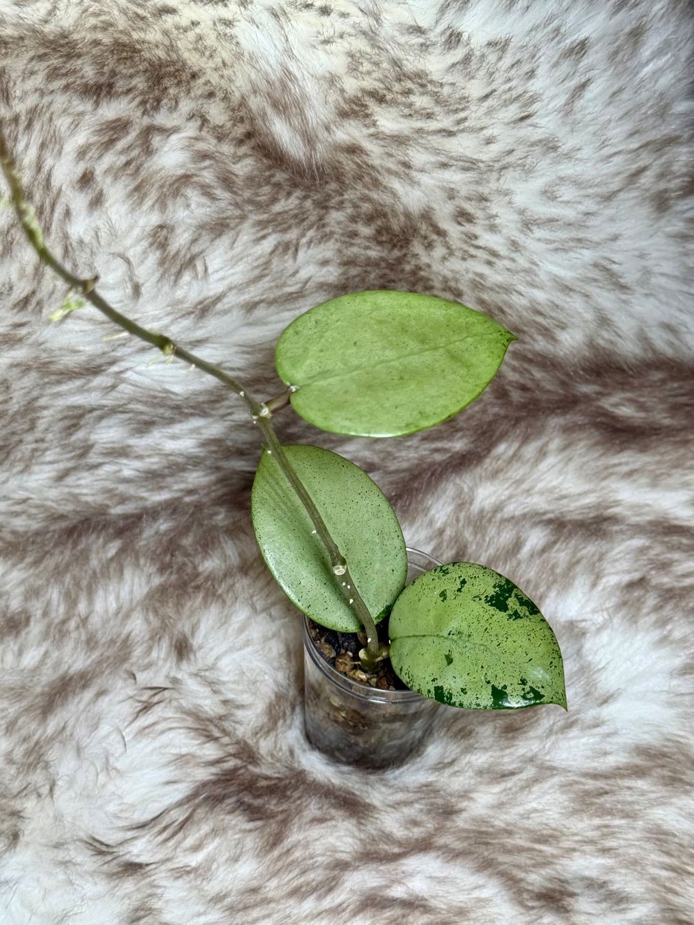 Piante & sementi: Hoya verticillata silver Heart – Nuovo (secondo la descrizione) da Bachenbülach venduto da ilawega