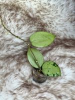 Hoya verticillata silver Heart