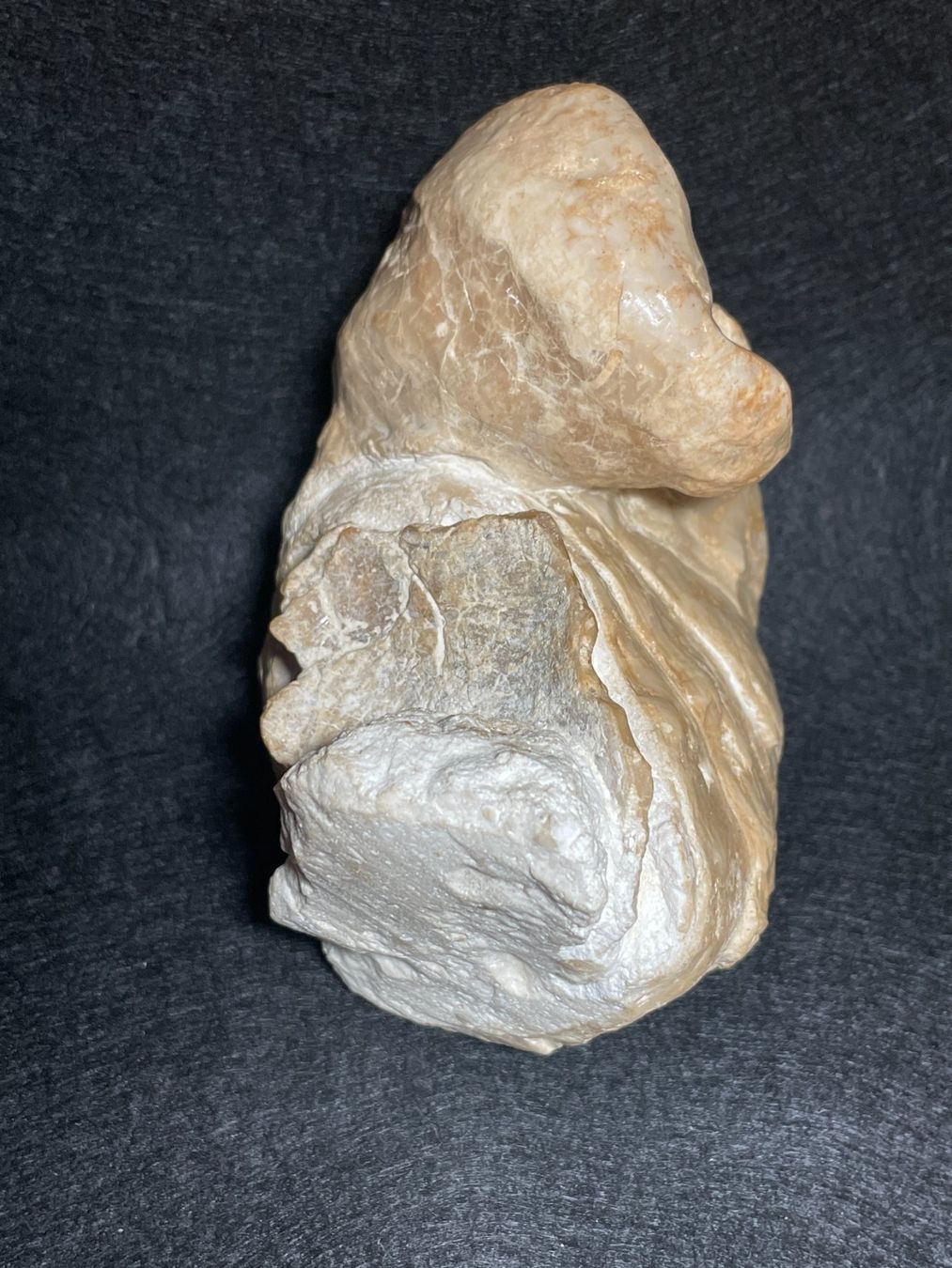 Fossili: Grande Huitre spiralée, rare – Nuovo (secondo la descrizione) da Cernier venduto da Tashi_Delek 6