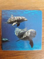 Magnet pour frigo - dauphins