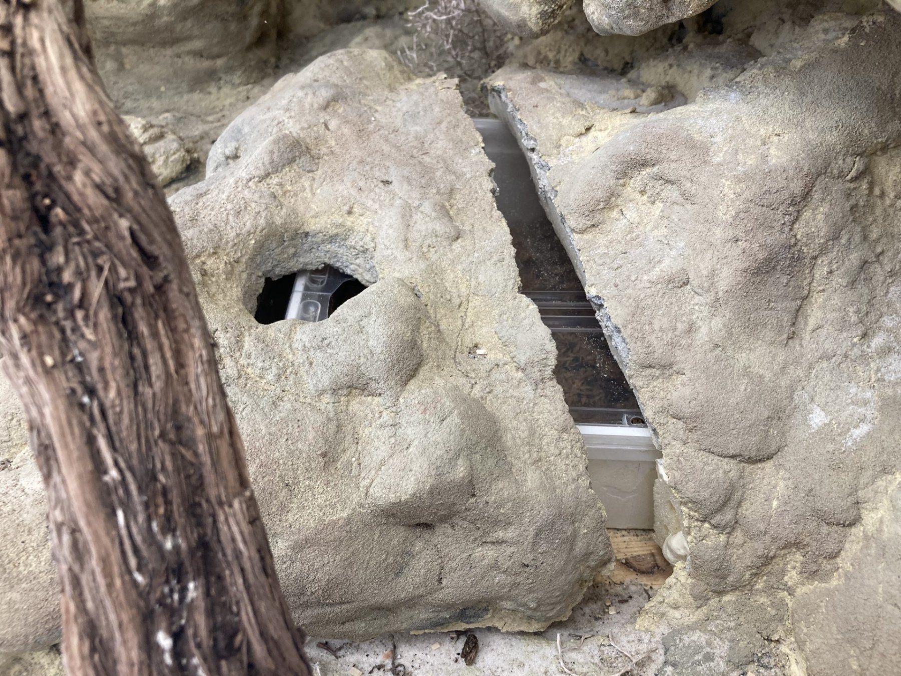 Terrario: Terrarium d'angle à vendre – Usato da Vuarmarens venduto da Vanar 5