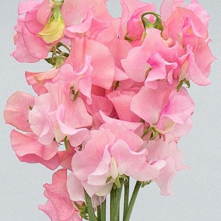 Piante & sementi: 15 Samen Duftwicke PINK DIANA – Nuovo (secondo la descrizione) da Ehrendingen venduto da VerveinaSamen 3