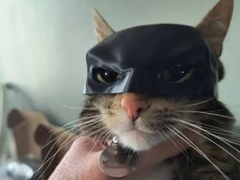 Cat Mask Batman Style Black 
