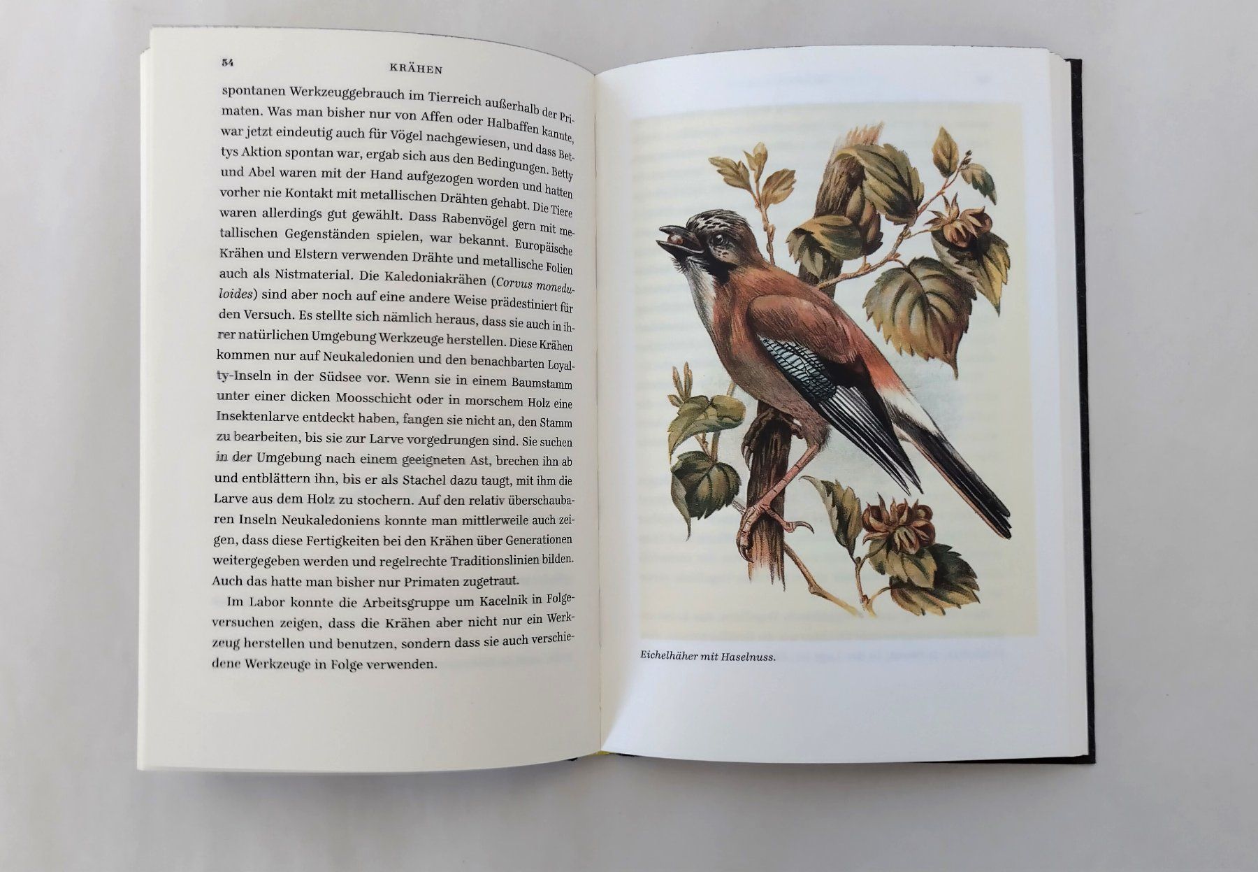 Libri: Krâhen - Ein Portrait / Vogel Buch 2013 mit 156 Seiten – Usato da Bellach venduto da JingleJerry 7