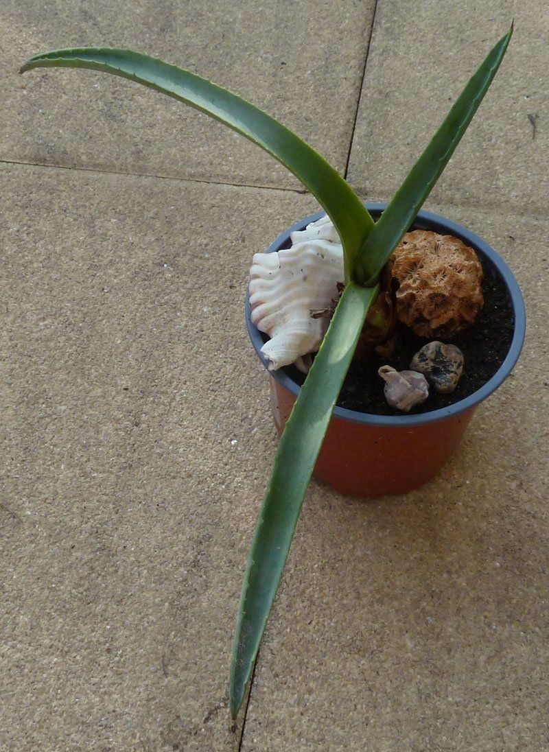 Piante & sementi: Pflanze Agave – Nuovo (secondo la descrizione) da Ruggell venduto da Btt