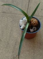 Pflanze Agave