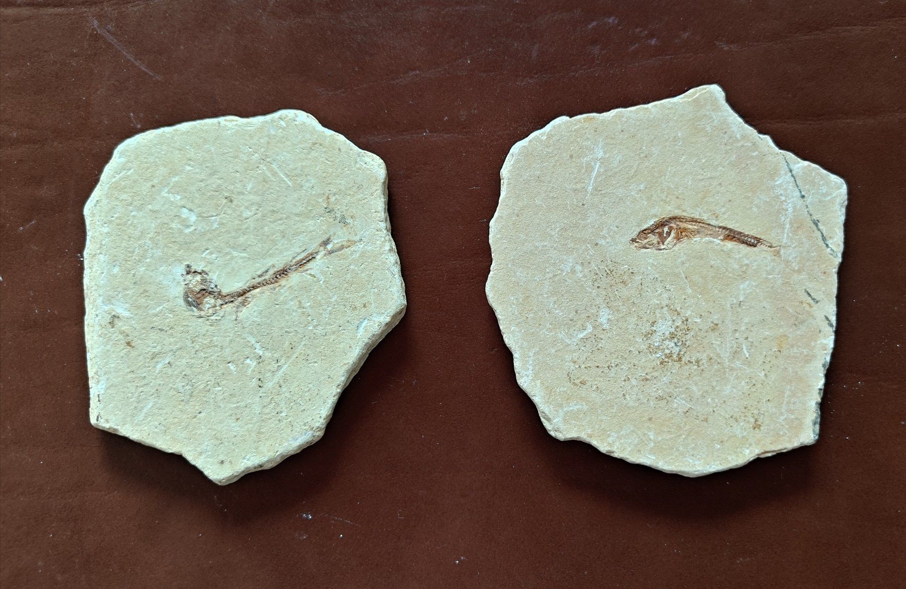 Fossilien: Pesci ossei fossili. 2 pz. – Neu (gemäss Beschreibung) aus Lugano von fbo_82wg 6