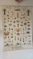 Vintage Lehrposter Motiv Essbare Schalentiere und Weichtiere
