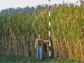 Piante & sementi: Miscanthus giganteus PLANT – Nuovo e nell'imballaggio originale da Bremblens venduto da FIBONACCI369 1