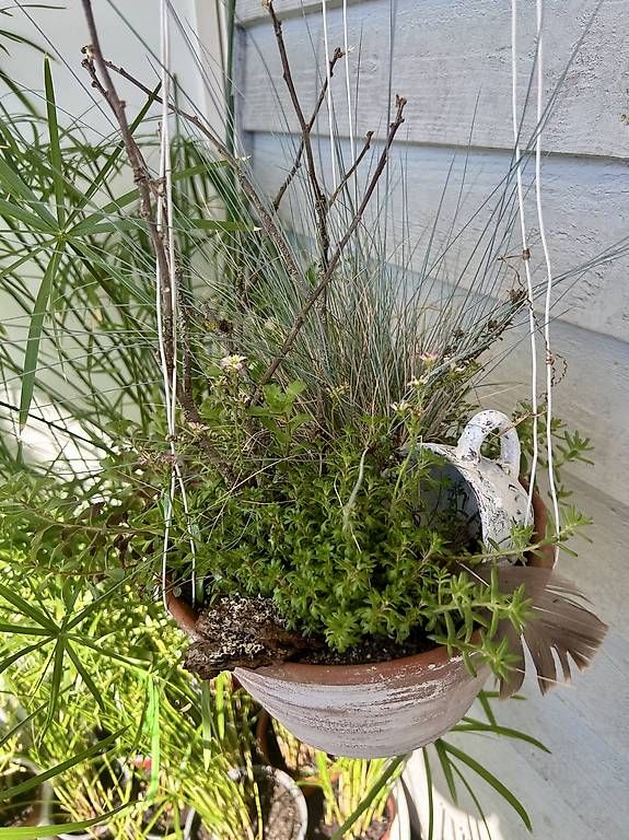 Piante & sementi: 5 Pflanzen in der Blumenampel  – Usato da Frauenfeld venduto da Irene.Schuppli