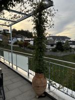 Alpenwaldrebe in Amphore