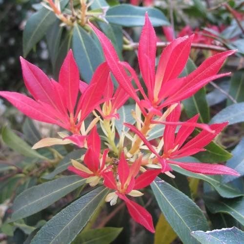 Pflanzen & Samen: Pieris japonica 'Forest Flame' PLANTE 3x – Neu (gemäss Beschreibung) aus Bremblens von FIBONACCI369 1