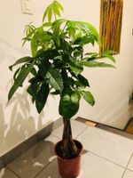 XXL 150 cm ↕️ “PACHIRA ACQUATICA” Zier