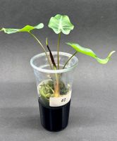 🌿 Alocasia Purple Veins - Jungpflanze #2