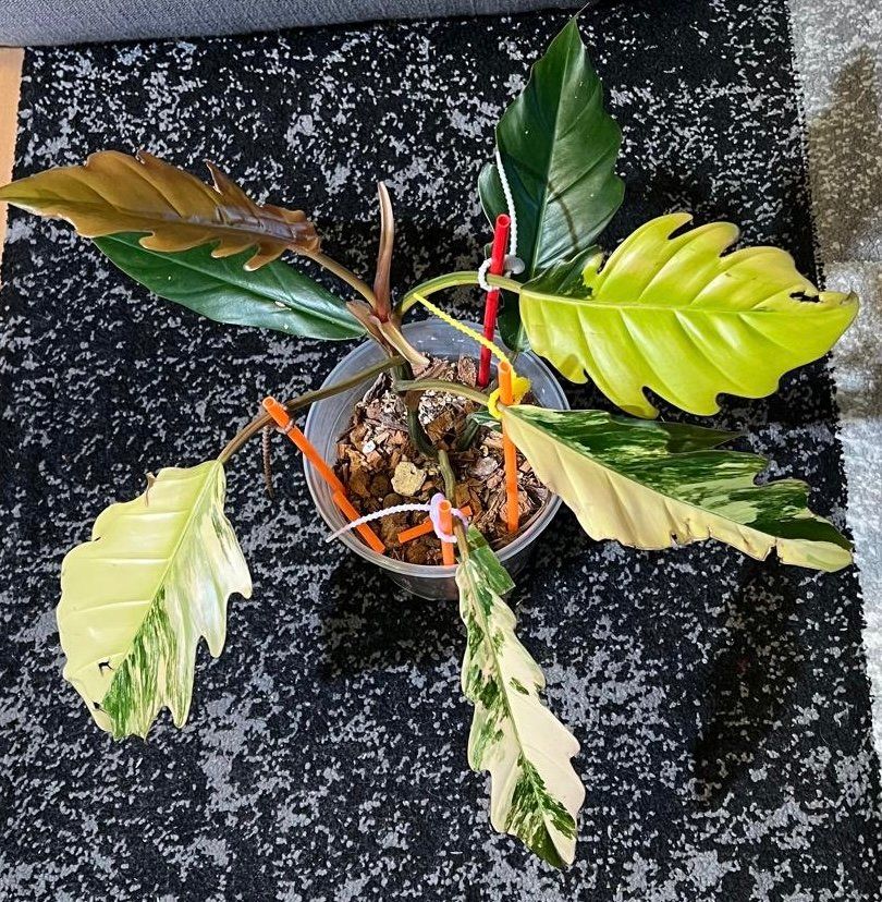 Pflanzen & Samen: Philodendron caramel marble variegated – Gebraucht aus Zofingen von Erfolg1957 1