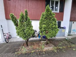 2 Thuja Bäume