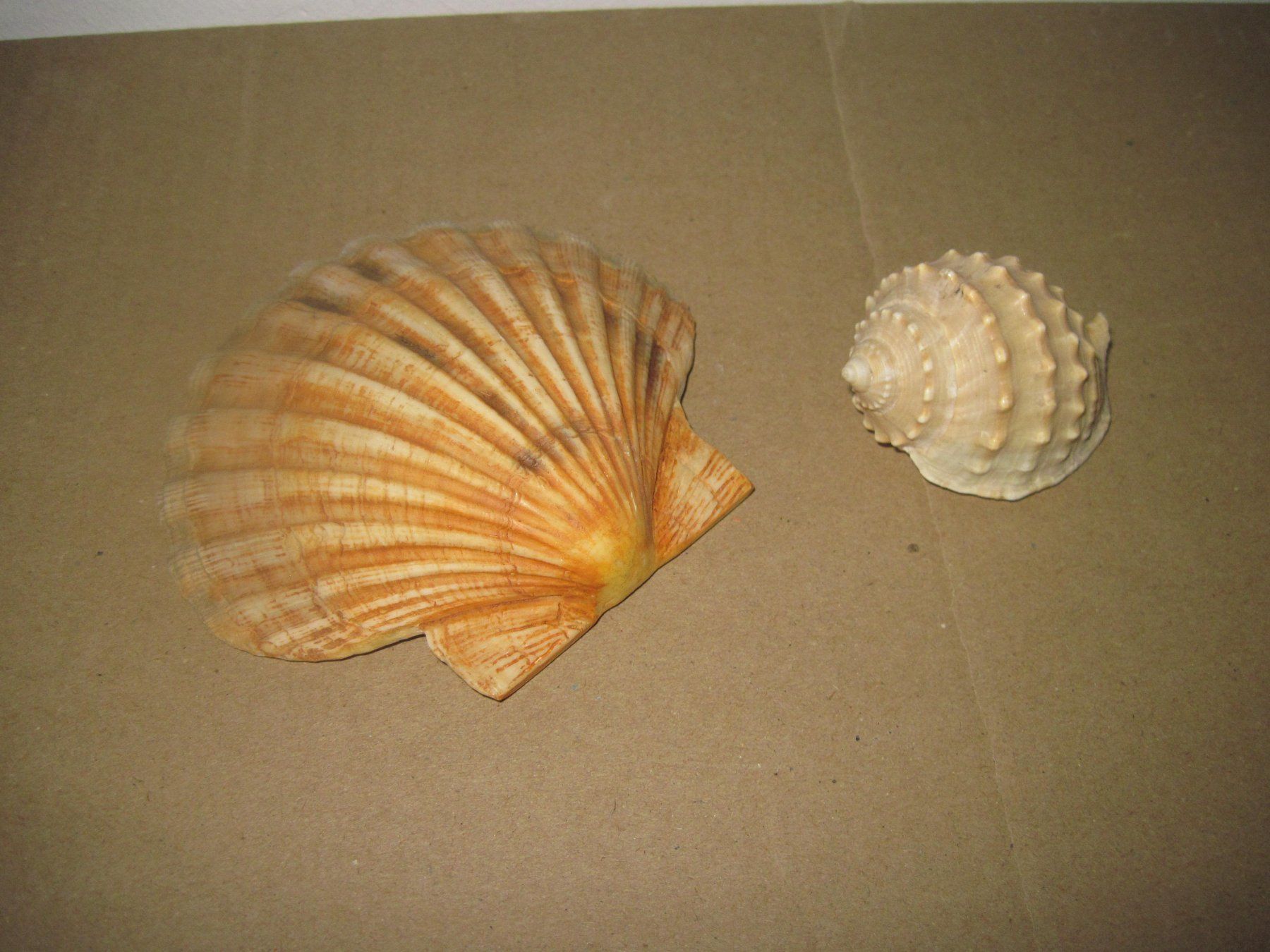 Fossili: Meeresmuscheln – Usato da Weinfelden venduto da Frosch467 5