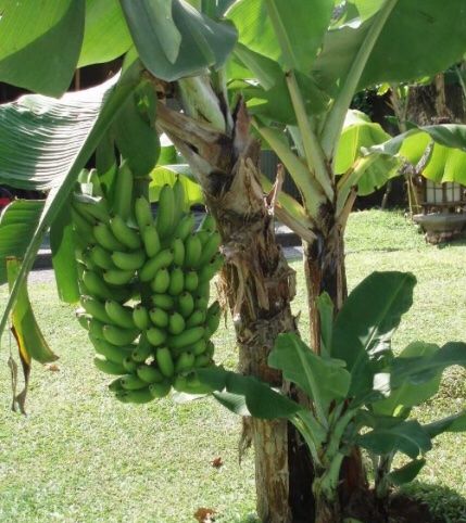 Piante & sementi: Ab 5.- fr 1 STK SAME ECHTE BANANEN PALME‪ – Nuovo e nell'imballaggio originale da Rovio venduto da POSITIFFARTandPLANTS 9
