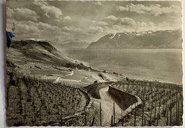 LAVAUX - Vignobles à Bourg en Lavaux 1953