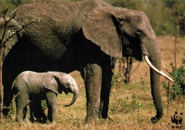 WWF Postkarte Afrikanischer Elefant, Top Zustand!