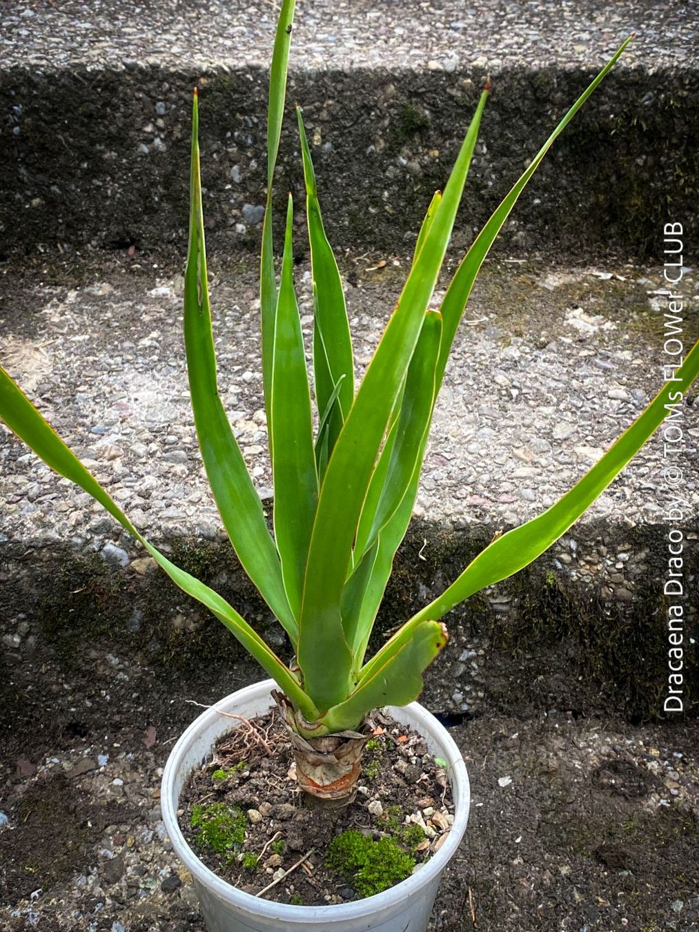 Piante & sementi: Dracaena Draco - Drachenbaum - Dein Pflanzenbegleiter – Nuovo e nell'imballaggio originale da Adliswil venduto da astom369 1