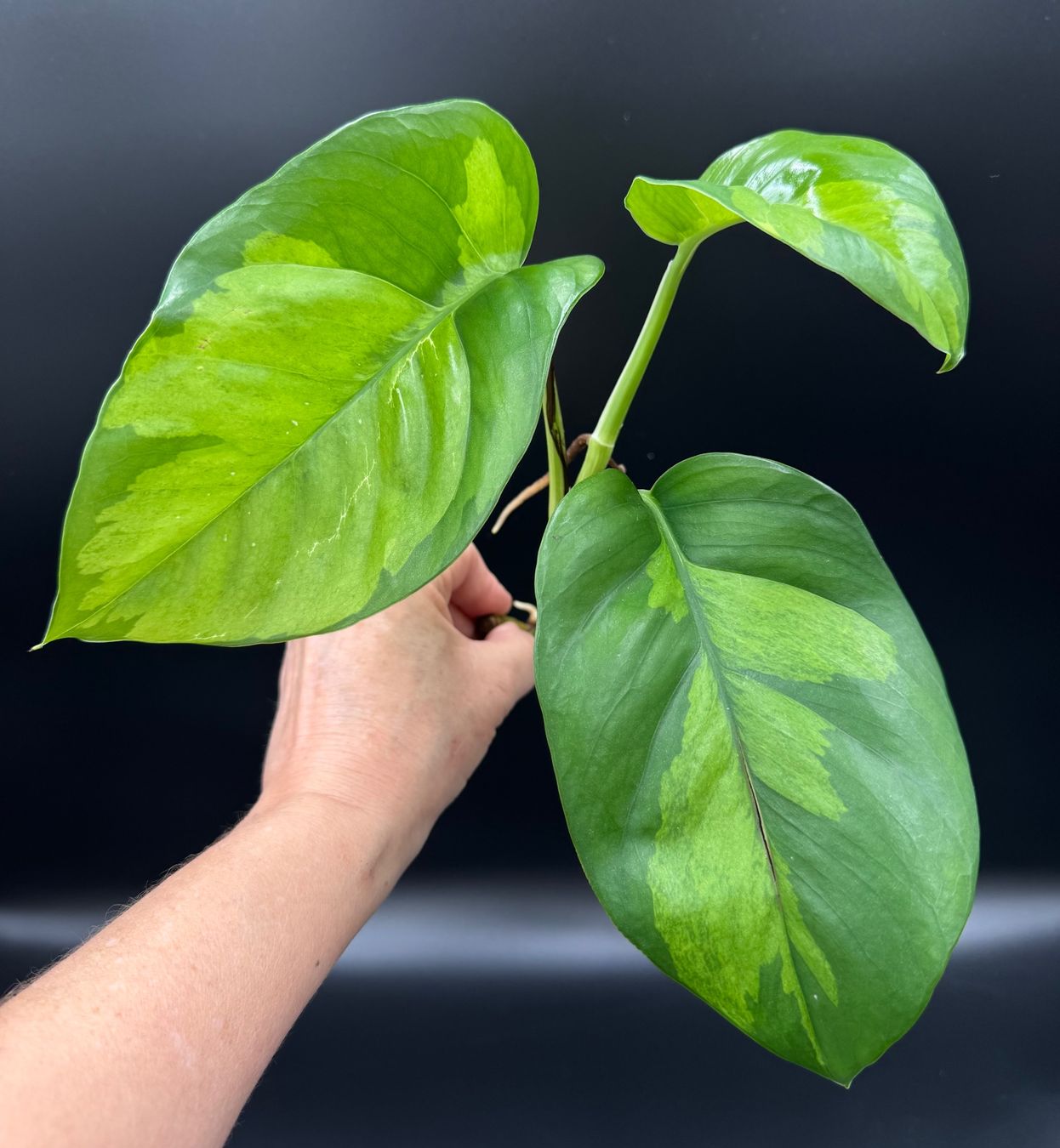 Piante & sementi: Epipremnum aureum 'Global Green' – Nuovo (secondo la descrizione) da Bühler venduto da googelibear