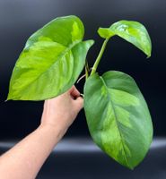 Epipremnum aureum 'Global Green'