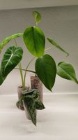 Monstera, Alocasia and Scindapsus
