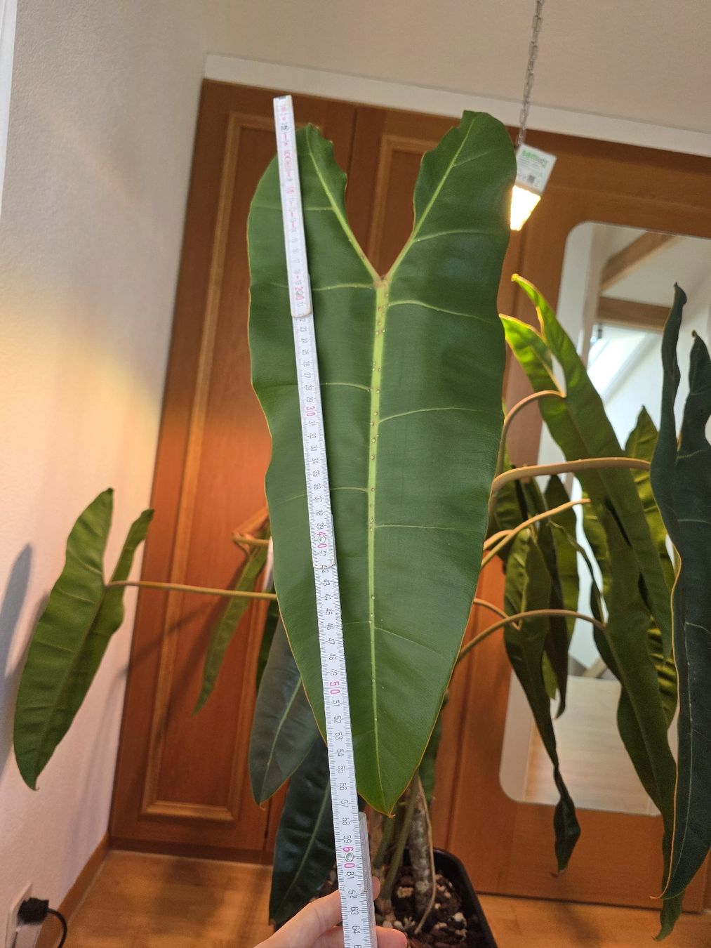 Piante & sementi: Philodendron billietiae – Usato da Cham venduto da dow_9ssc 2