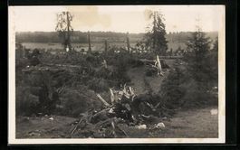 Breuleux, Foret pres de la Vacherie, Unw