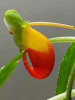 Impatiens niamniamensis / Kongolieschen demn. blühend
