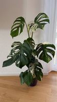 Monstera deliciosa albo variegata, 80cm, hoher Weissanteil
