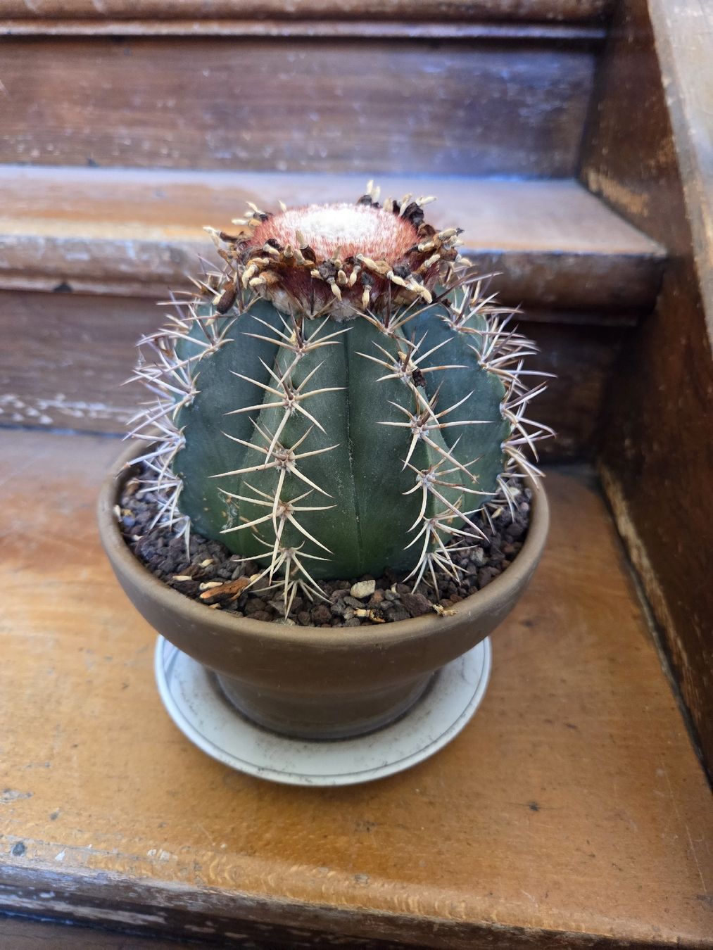 Plantes & graines: Kugelkaktus – D'occasion à Wädenswil par weihpos