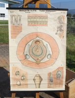 Vintage Schulwandbild Querschnitt des Regenwurms #F1