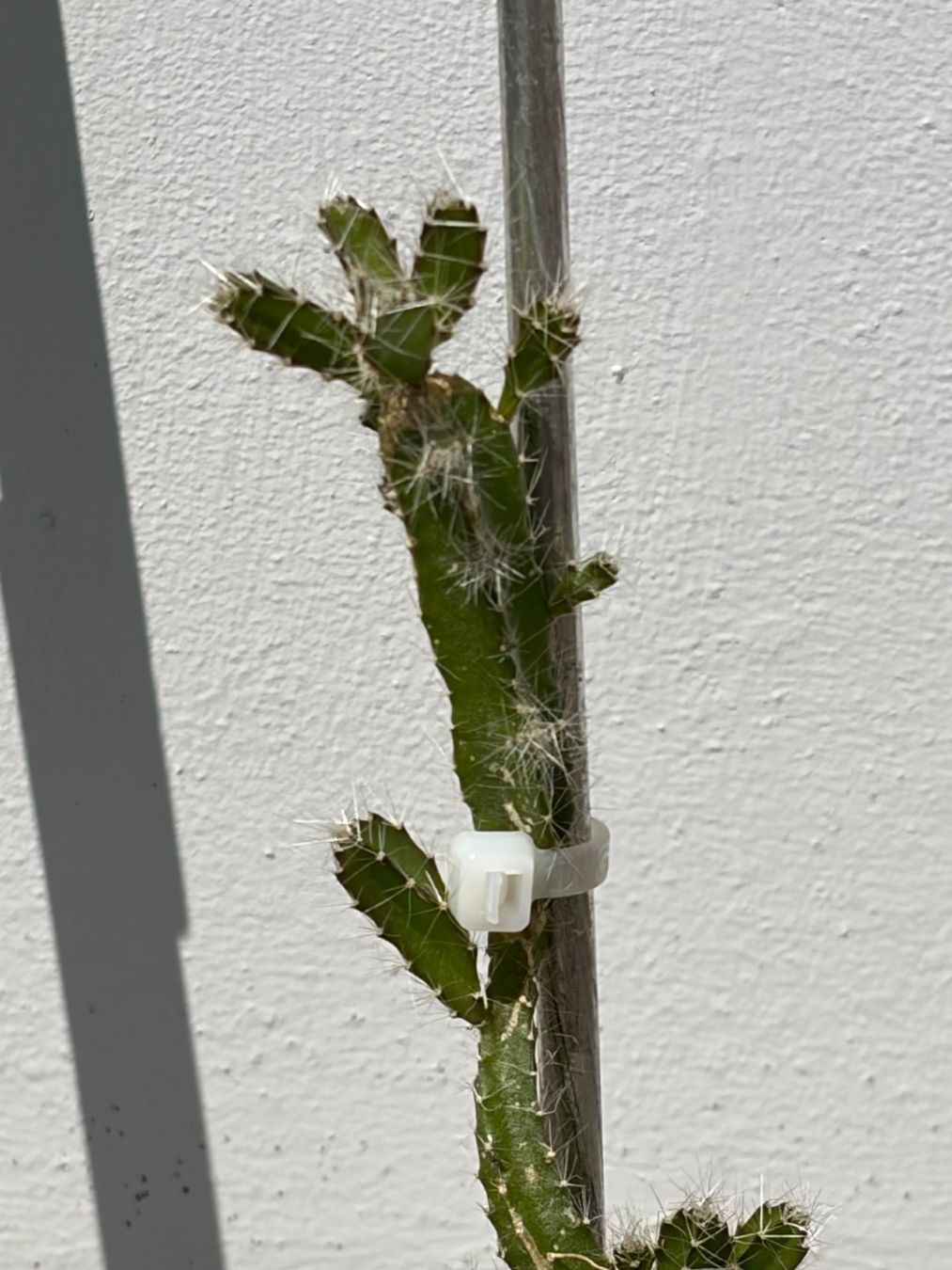 Pflanzen & Samen: Drachenfrucht-Pflanzen, (rotfleischige Drachenfrucht) – Gebraucht aus Boll von NRie 3