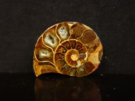 Versteinerter Fisch Fossil AMMONIT CEONICERAS MADAGASKAR