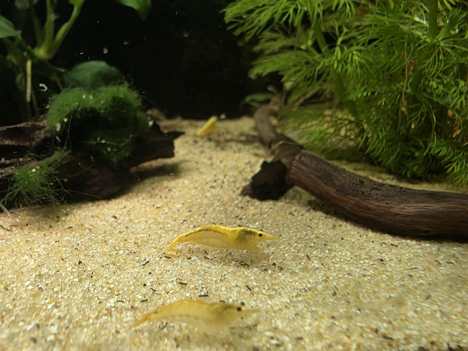 Aquarium: Ökosystem Aquarium 112L  – Neu (gemäss Beschreibung) aus Jens von tra_da87 2